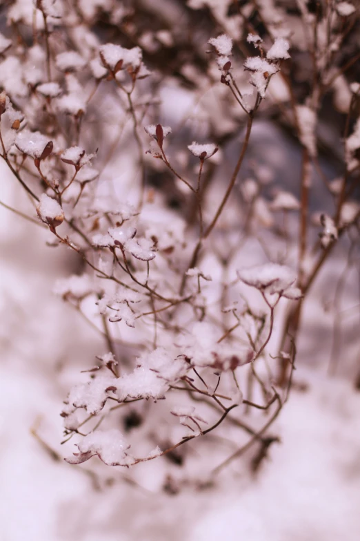 snow is covering the nches of tree in front of a building