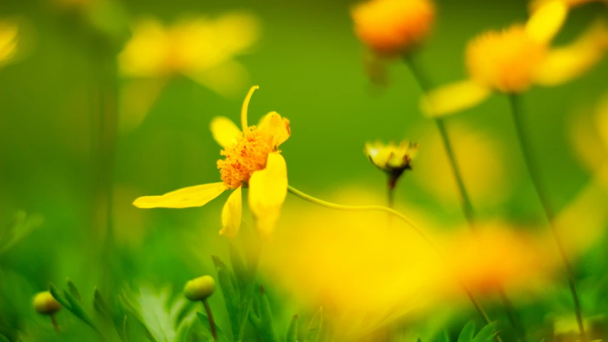 a bunch of yellow flowers are in the grass