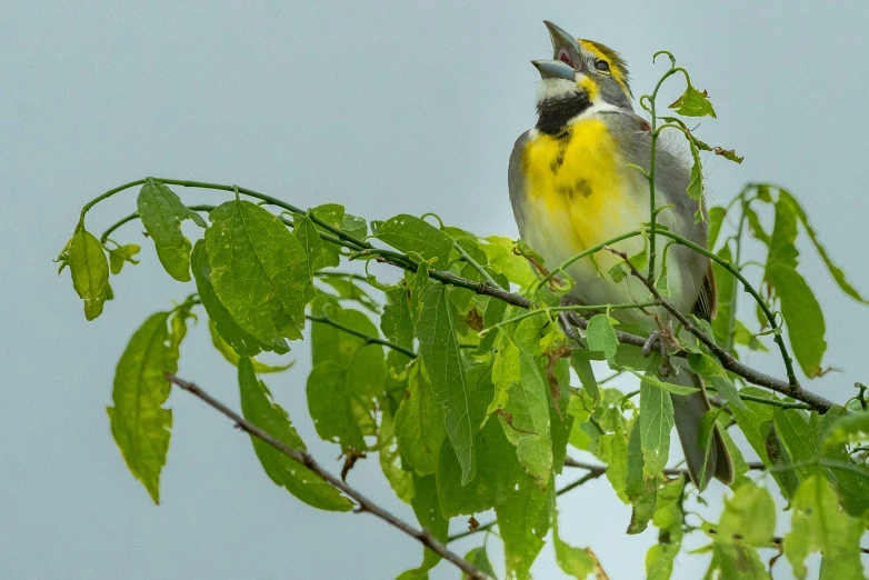 yellow and grey birds are sitting on a nch