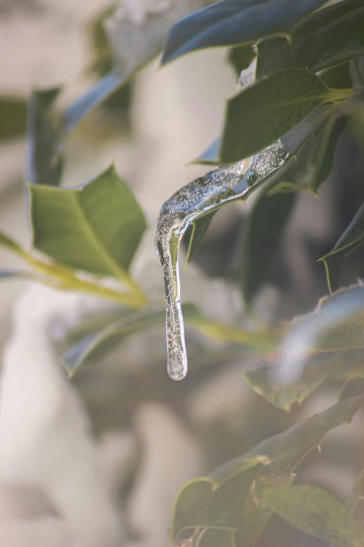an ice drop that is on a tree