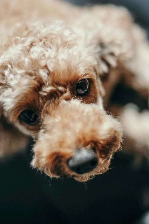 a dog that is looking up at the camera