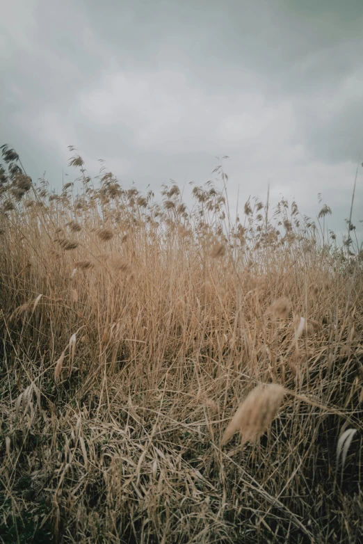 the grass is covered by weeds in this field