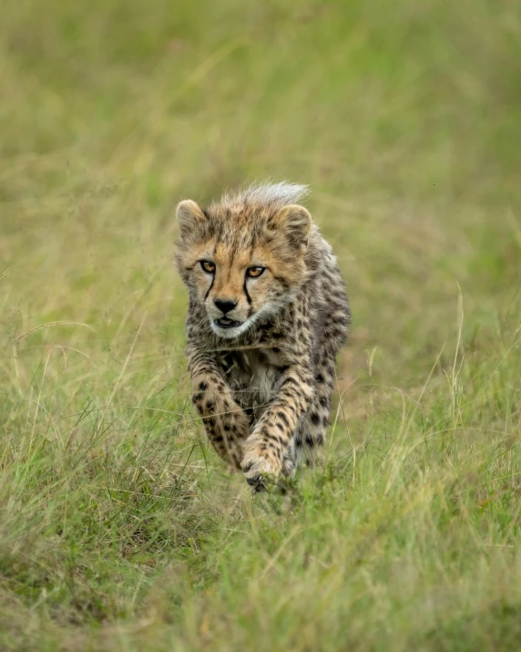 a cheetah running through a field on the savanna