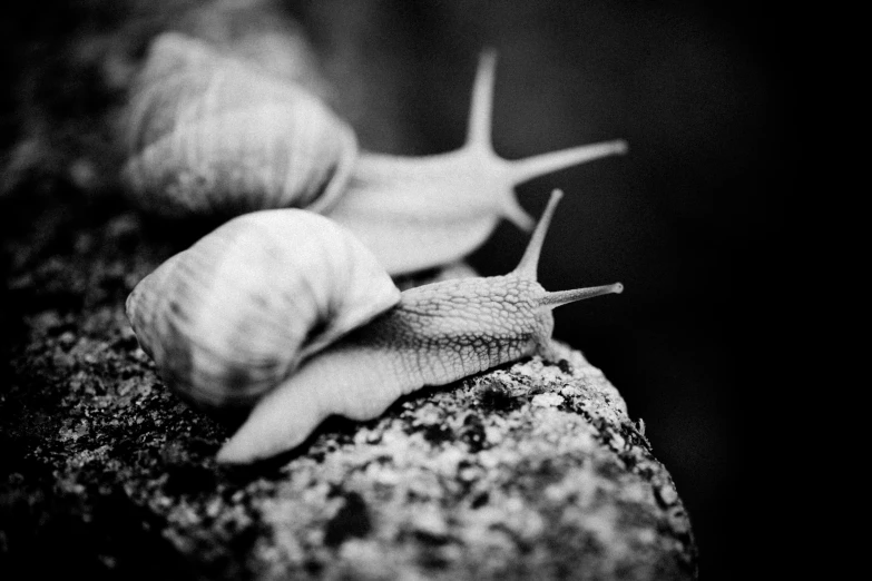 two snails are pictured in black and white