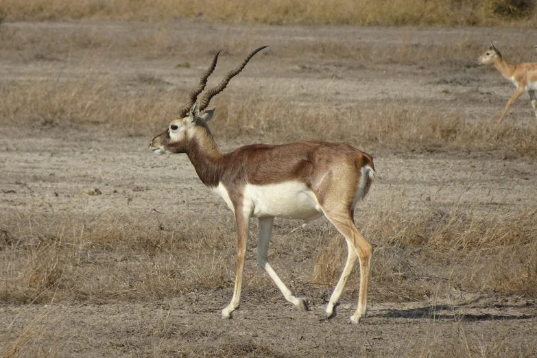 antelope roaming through open terrain in the wild