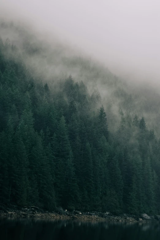 fog rolling in over evergreen trees on a lake