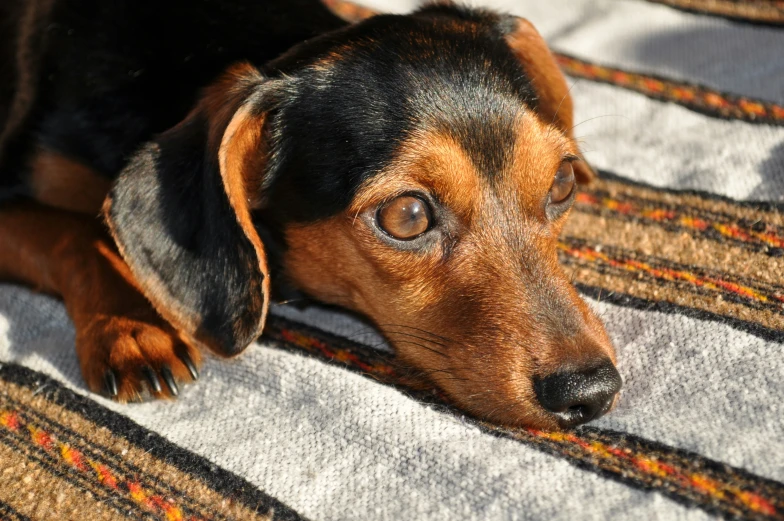 a dog is laying on a rug and staring