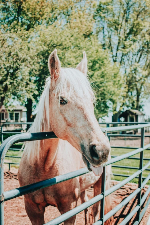 two horses with white hair are locked in a corral
