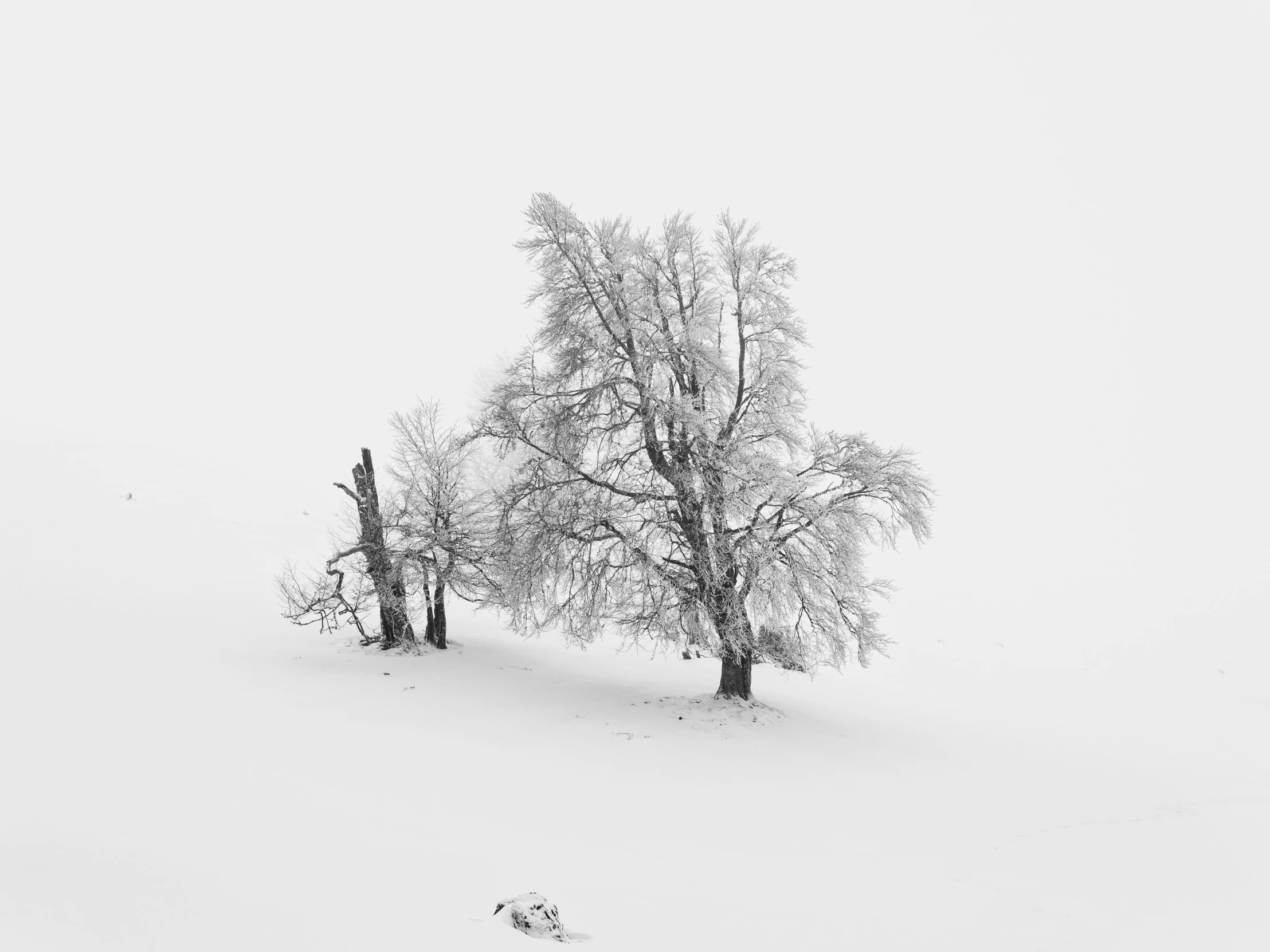 the lone tree is covered in snow with two birds perched on its side