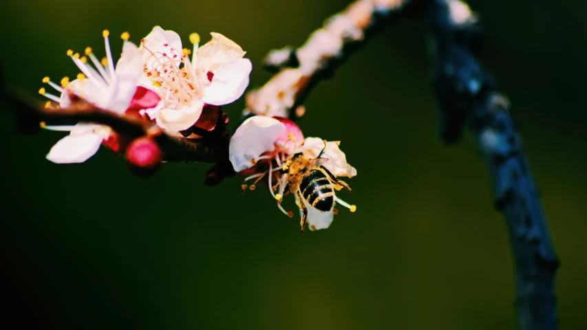 an image of flowers in the sunlight