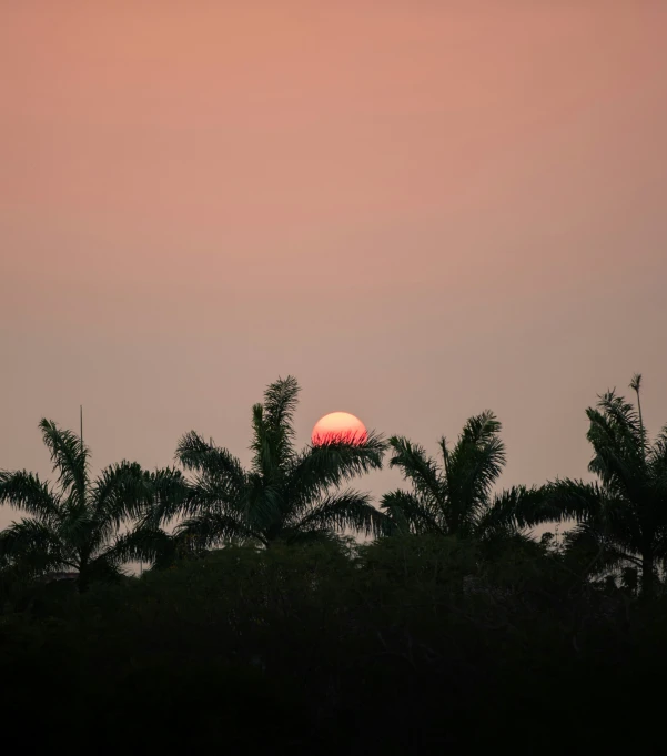 the sun sets behind the palm trees