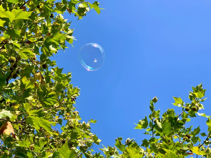 the blue sky and some green leaves is above some bubbles