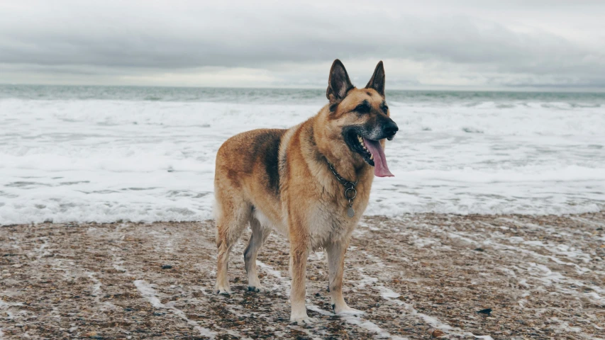 a dog is standing on the beach by the water