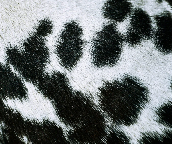 a close up view of the top of a white cow print sweater