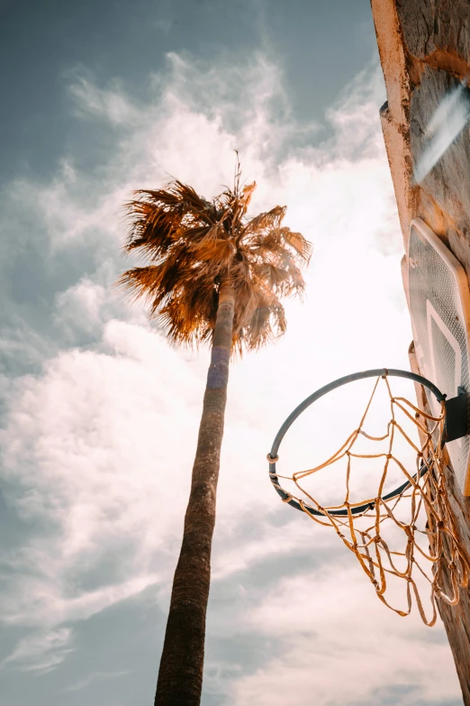 a view looking up at a basketball net next to a palm tree