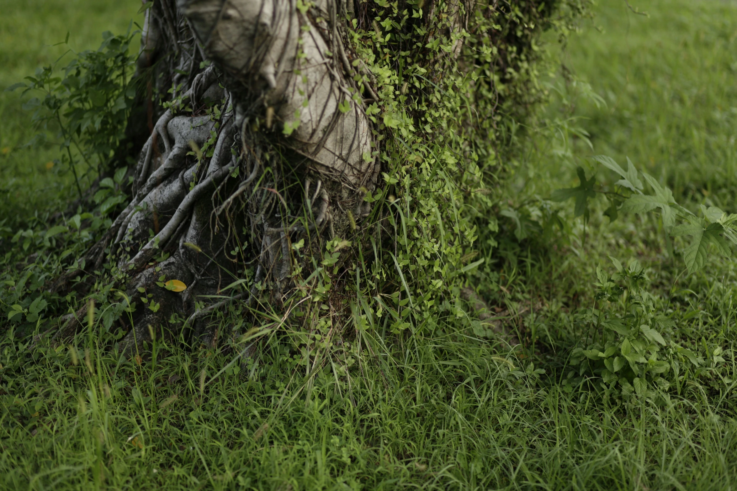 a closeup of grass and a person that is walking