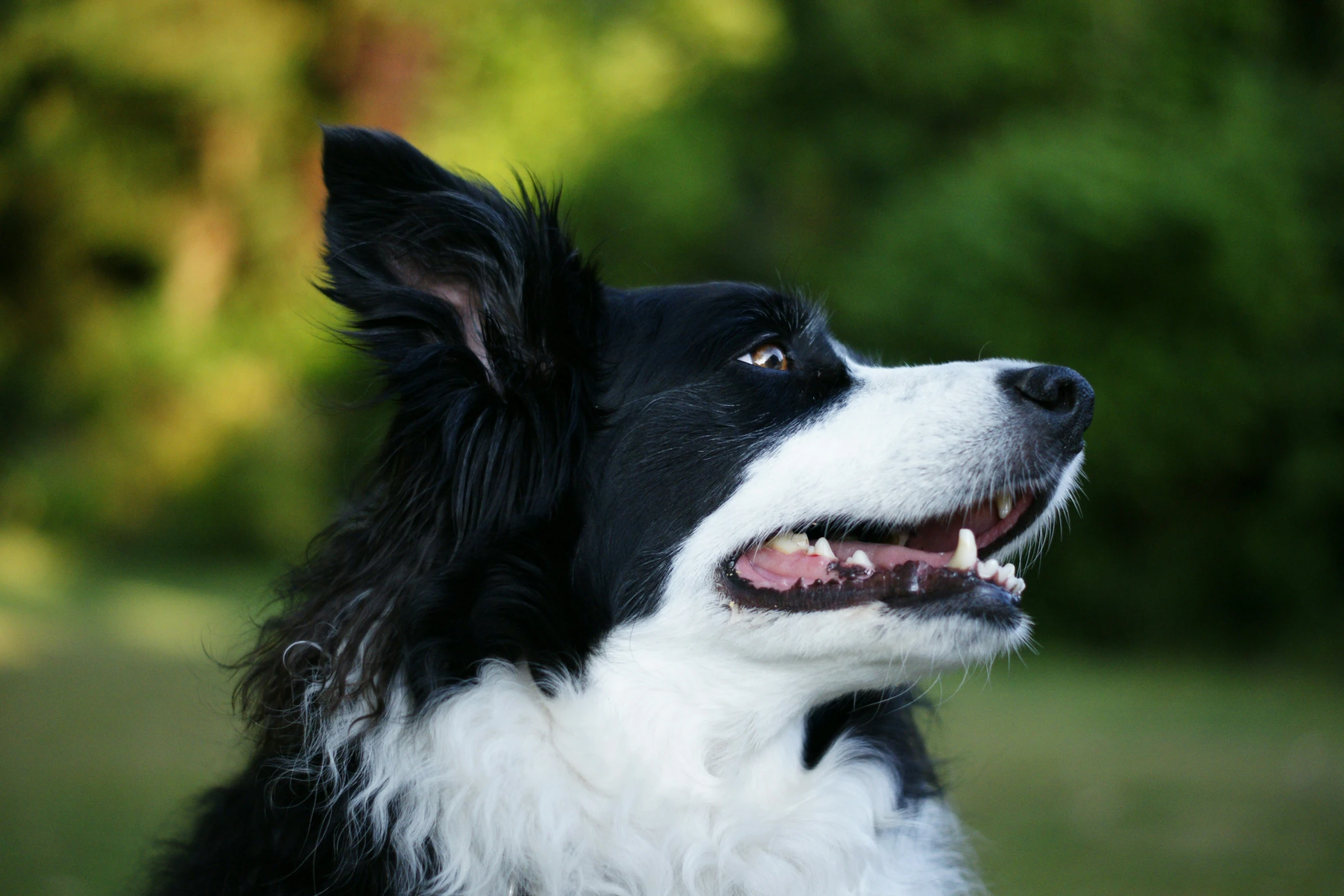 a black and white dog looking up while sitting on the grass