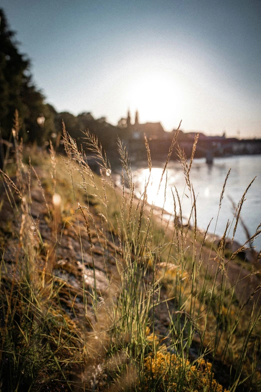 a field with plants and water in the background