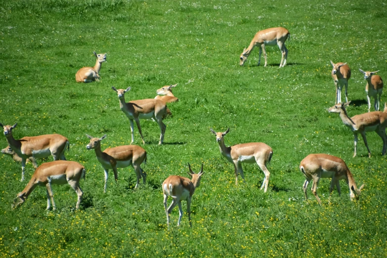 many antelope are scattered in the grass eating from a tree