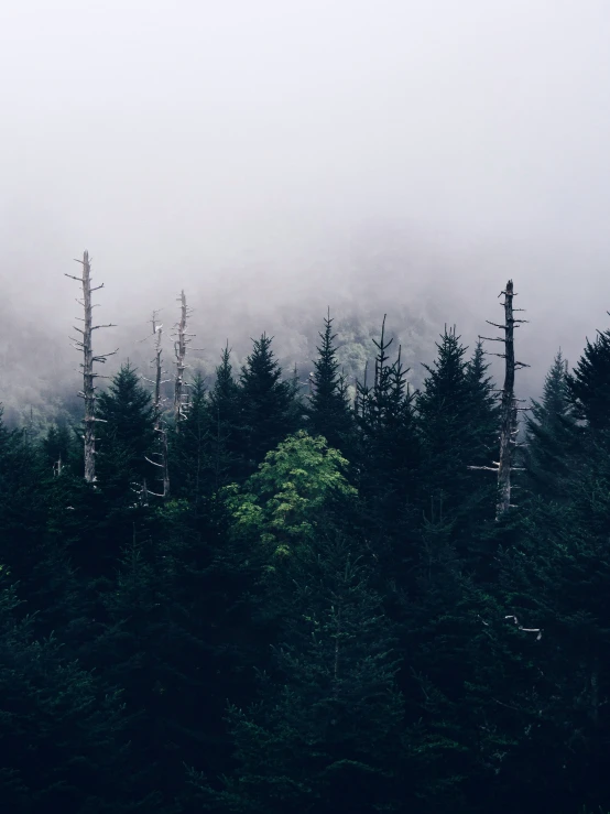 trees in the foggy woods with tall tops