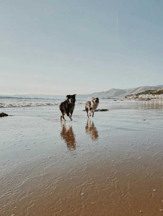 two dogs running on the beach toward the water