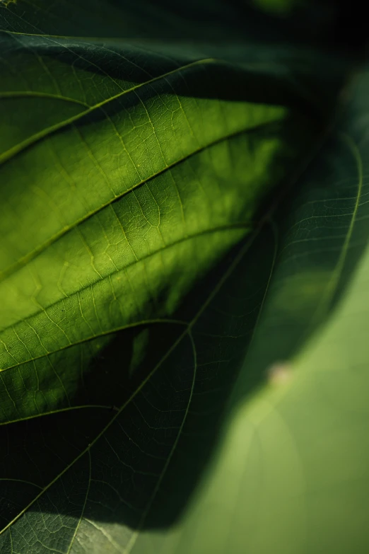 close up of the back side of a green leaf