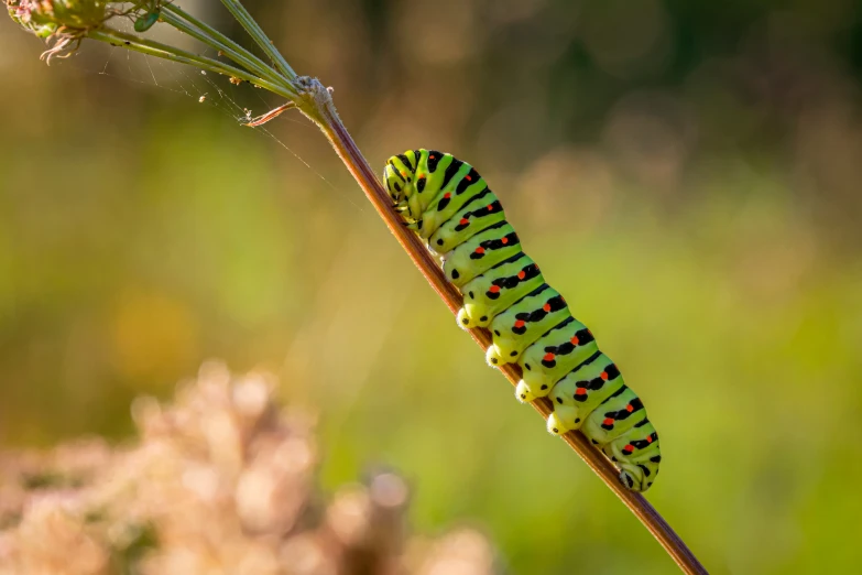 a green caterpillar hanging from a leaf on top of a plant