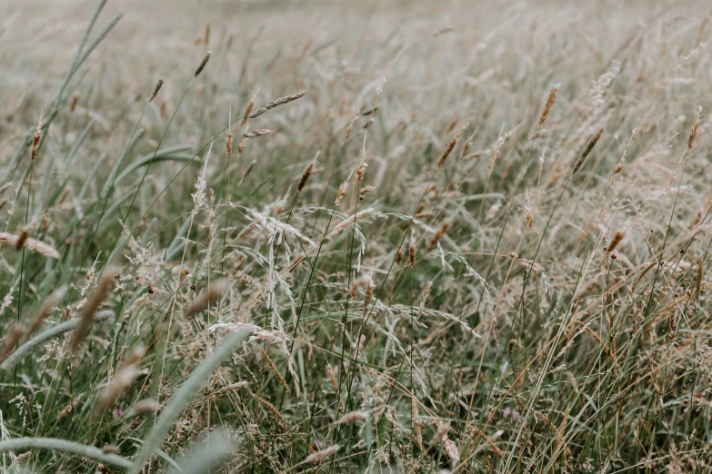 a closeup s of tall grass that is full of morning dew