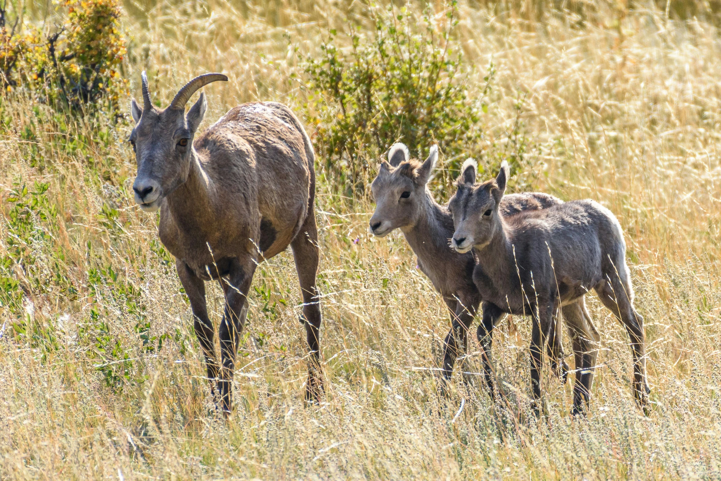 a pair of mountain goats standing in a dry grass field