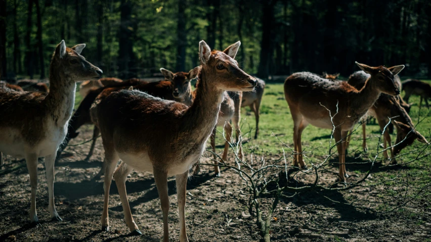 several deer are standing close together in the field