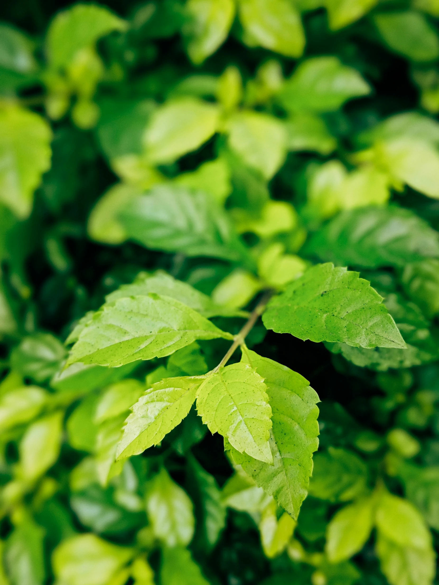 a green leaf and other vegetation with lots of leaves