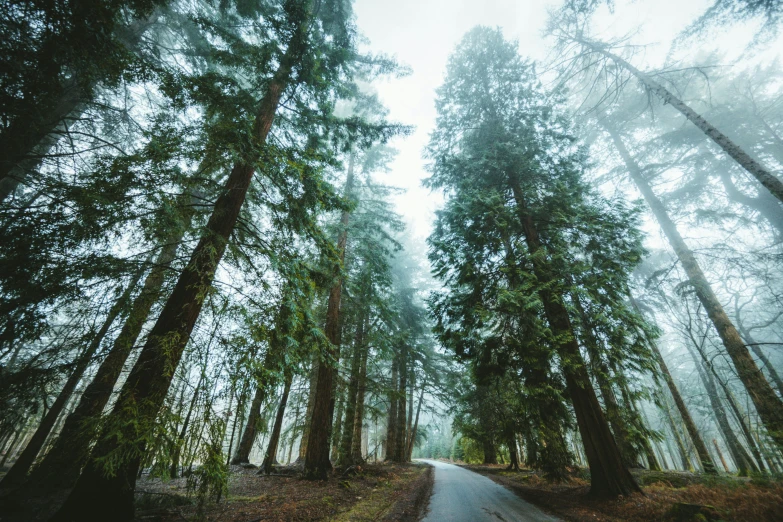 a pathway surrounded by trees in the forest