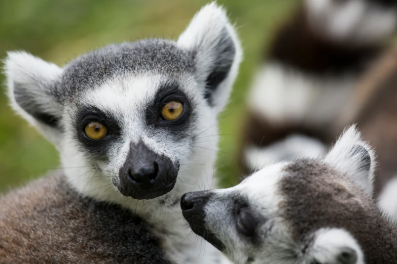 a group of grey and white small animals