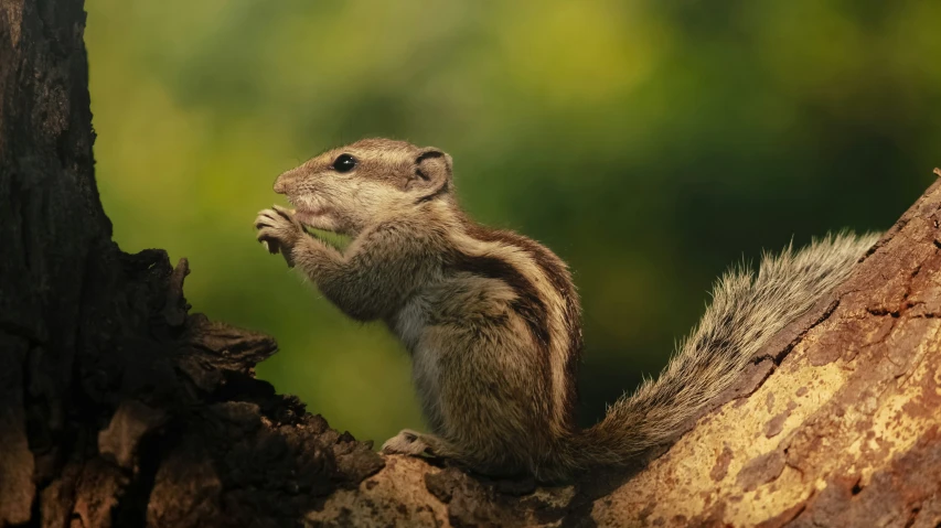 a close up of a small animal on a tree