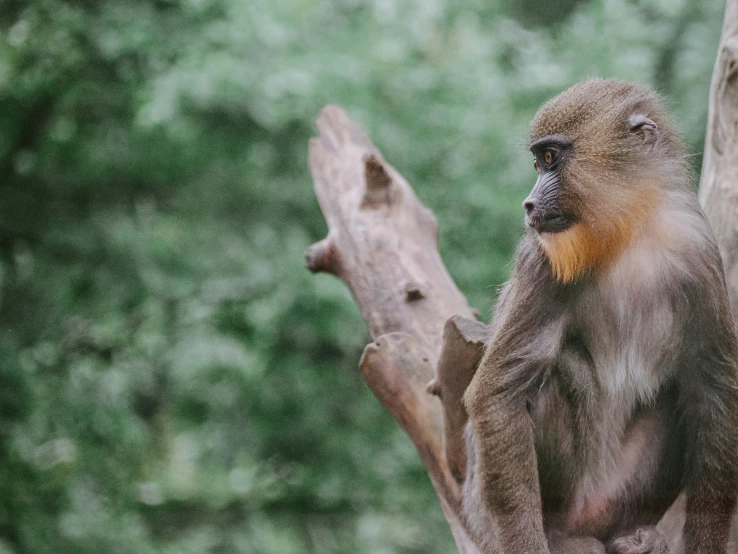 a baby monkey is perched on a tree limb