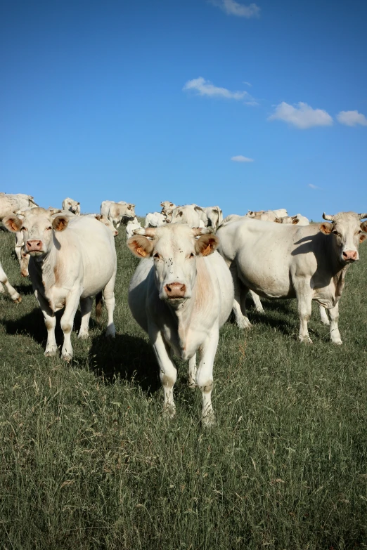 many cows standing close together in the grass