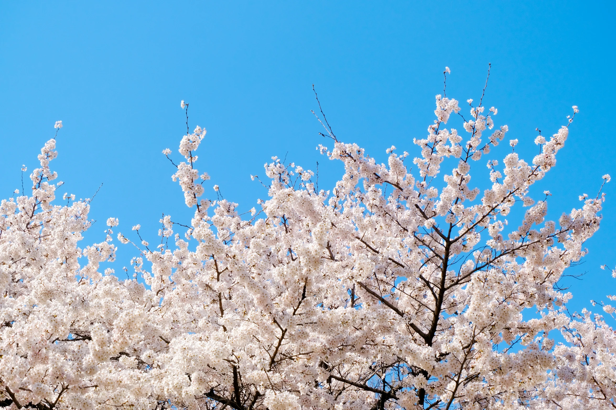 the tops of trees with white blossoming flowers against a blue sky