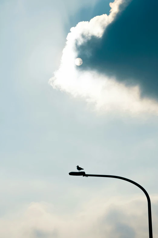 a bird sits on top of a street lamp