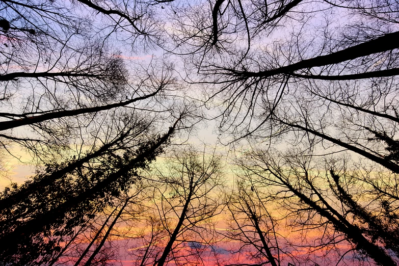 a view of trees from ground level looking up into sky