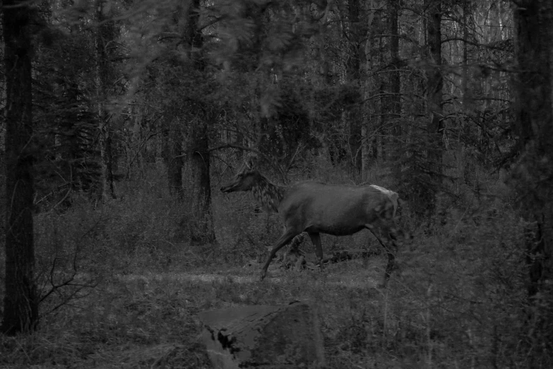 an image of an animal that is out in the woods