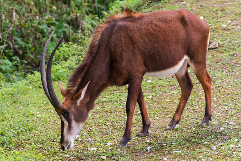 an adult wildebeest grazing in the grass on the side of a road