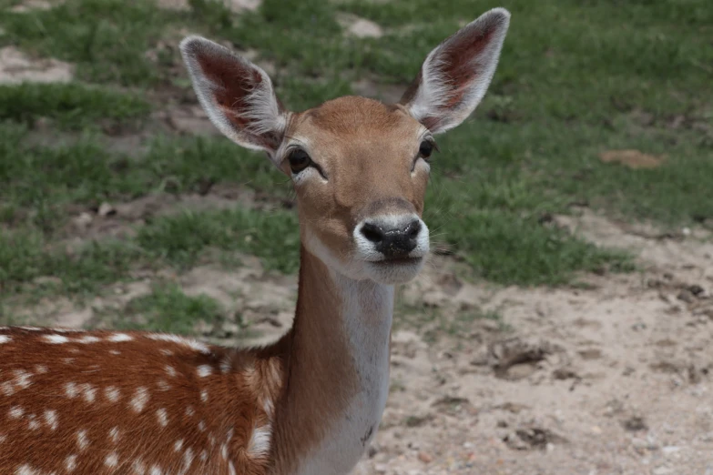 this is a picture of a very cute little deer