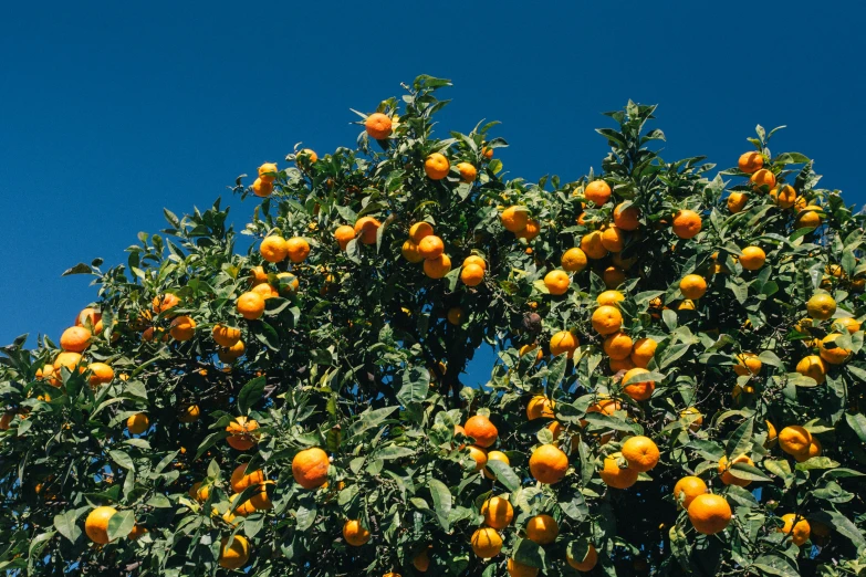 a tree full of oranges with leaves under a blue sky