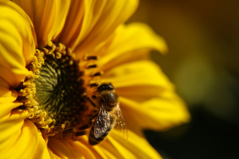 a bee is resting on a flower and looks at the camera