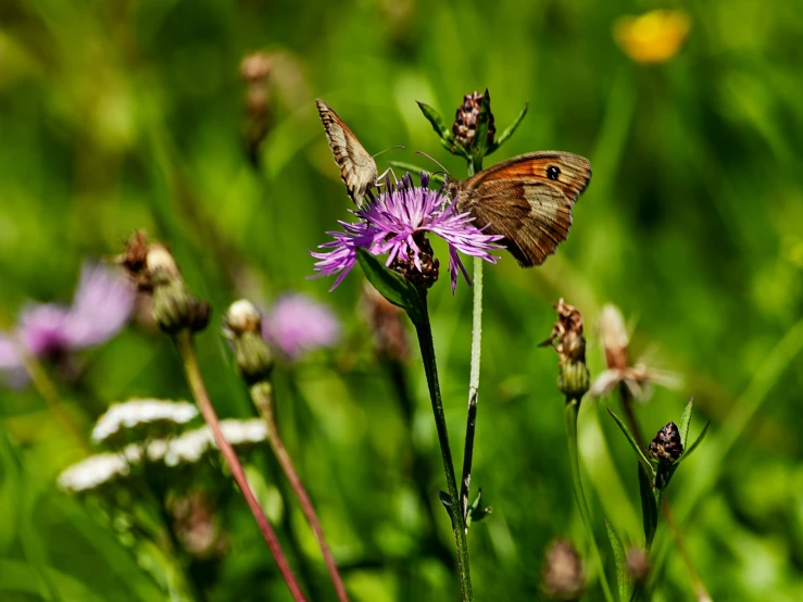 a brown and white erfly sitting on a purple flower