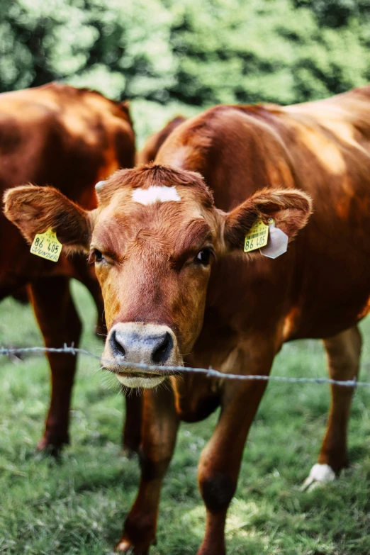 a brown cow standing next to a barbed wire fence