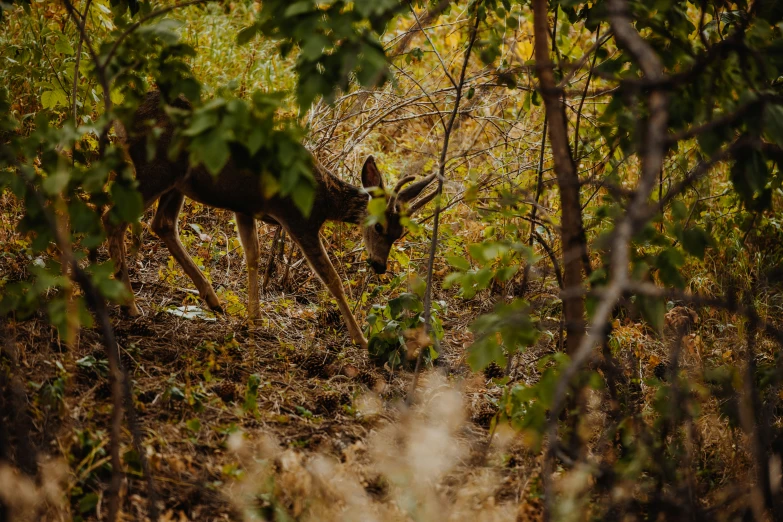 a deer grazes on the side of a wooded hill