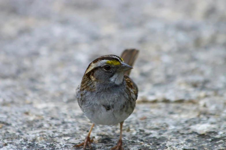 this is a small bird with its head turned toward the side