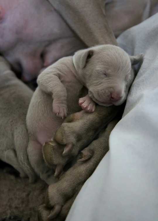 a white puppy curled up asleep in the arms of someone