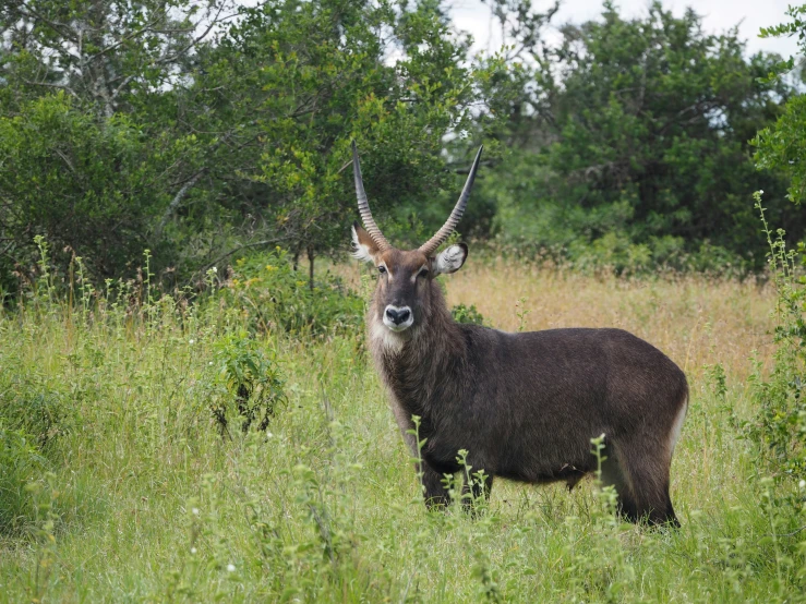 an animal that has very large antlers on it